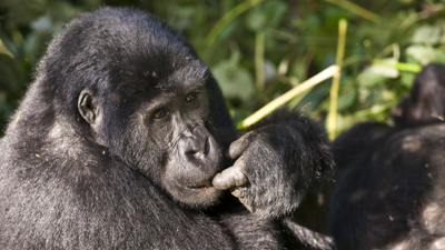 Gorilla
