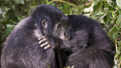 Gorillas