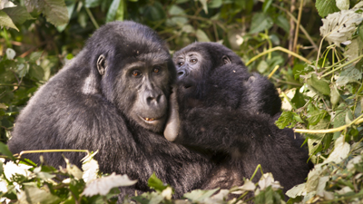 Gorillas