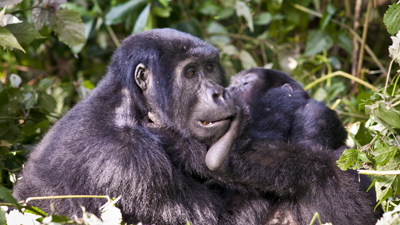 Gorillas