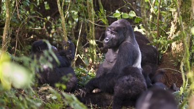 Gorillas