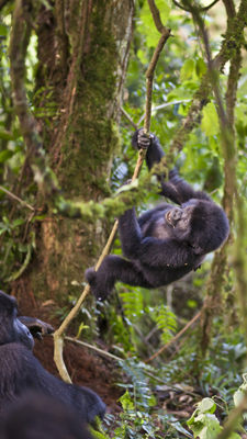 Gorilla