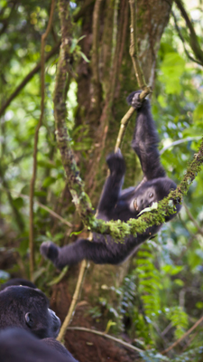 Gorillas