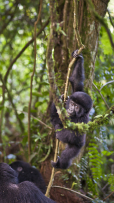 Gorillas
