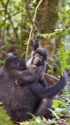Gorillas