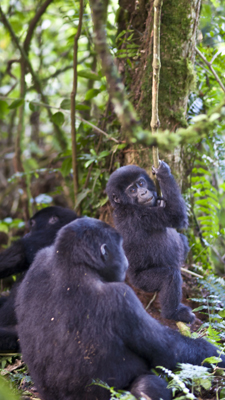 Gorillas