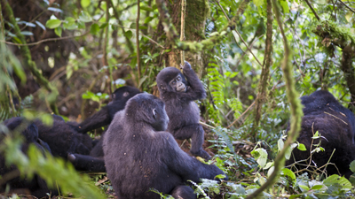 Gorillas