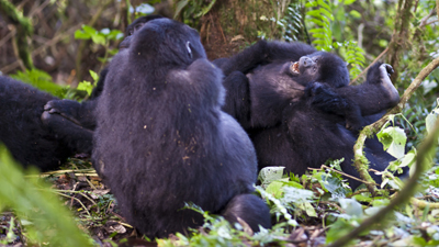 Gorillas