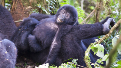 Gorilla