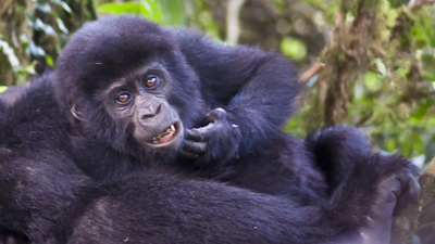 Gorillas