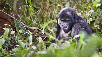 Gorilla