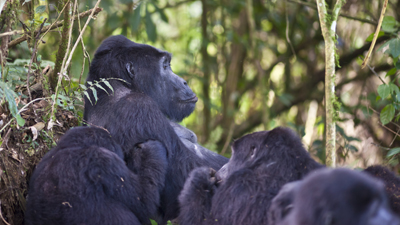 Gorillas