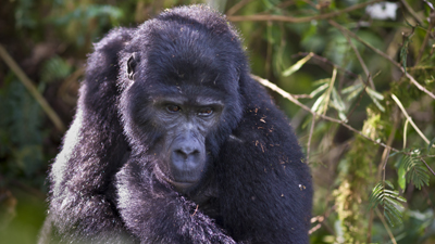 Gorilla