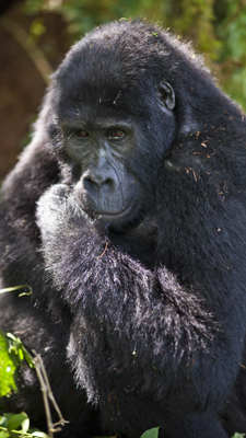 Gorilla