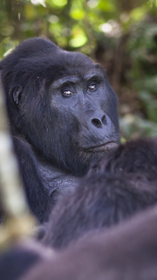 Gorilla