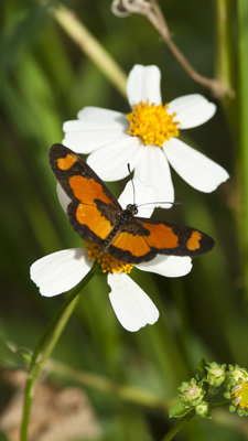 Blüte mit Schmetterling