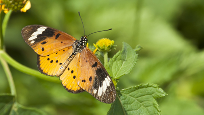 Schmetterling