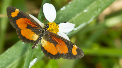 Blüte mit Schmetterling