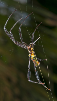 Radnetzspinne