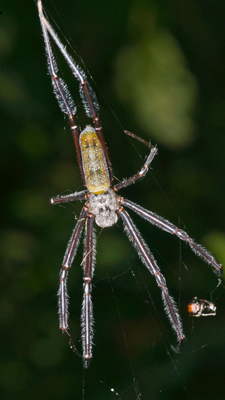 Radnetzspinne