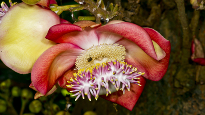 Blüte Kanonenkugelbaum