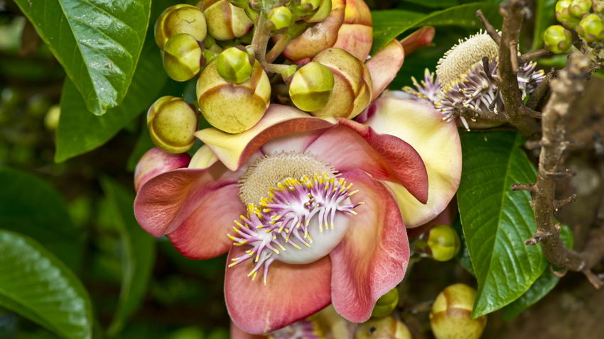 Blüte Kanonenkugelbaum