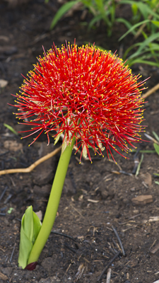 Feuerball Blüte
