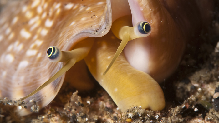 Lembeh Strait Indonesien