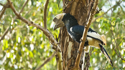 Hornvogel