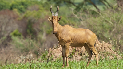 Kuhantilope Jackson-Antilope