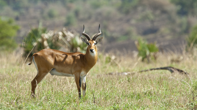 Uganda Kob