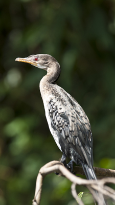 Kormoran