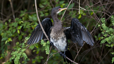 Kormoran