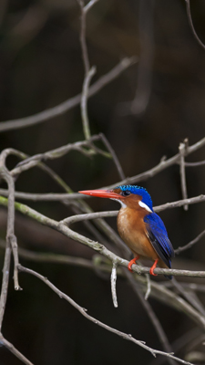 Malachite Kingfisher