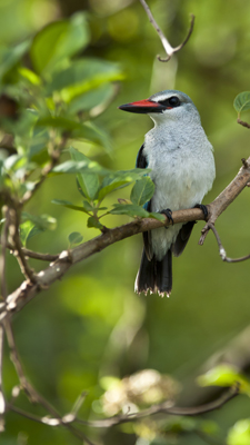 Woodland Kingfisher