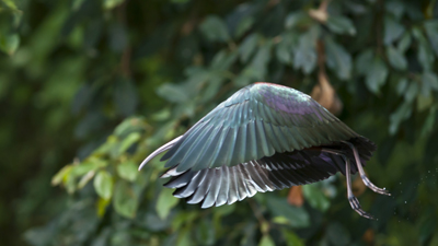 Ibis