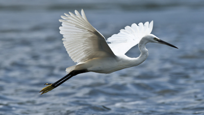 Reiher