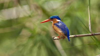 Malachite Kingfisher