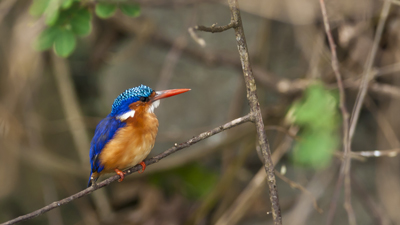 Malachite Kingfisher