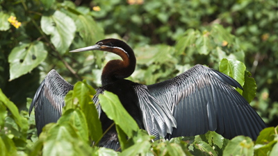 Schlangenhalsvogel