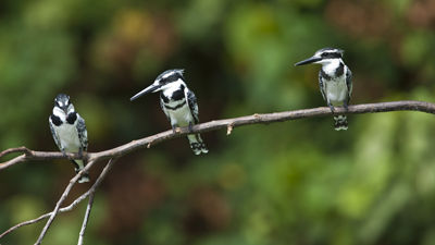Pied Kingfisher