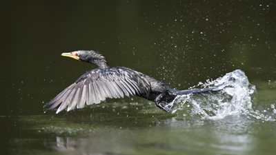 Kormoran startender