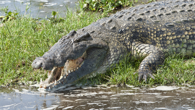 Nilkrokodil