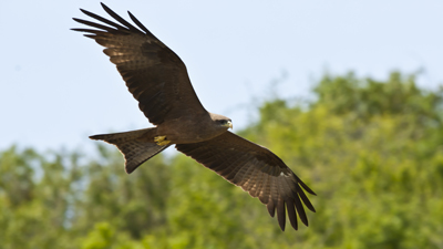 Greifvogel