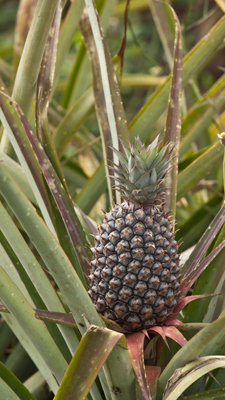 Ananas
