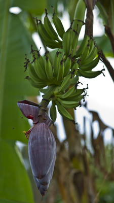 Bananenblüte