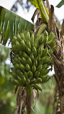 Kochbananen