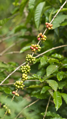 Kaffeebeeren Robusta