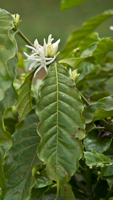 Kaffeeblüte Robusta