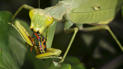 Mantis 